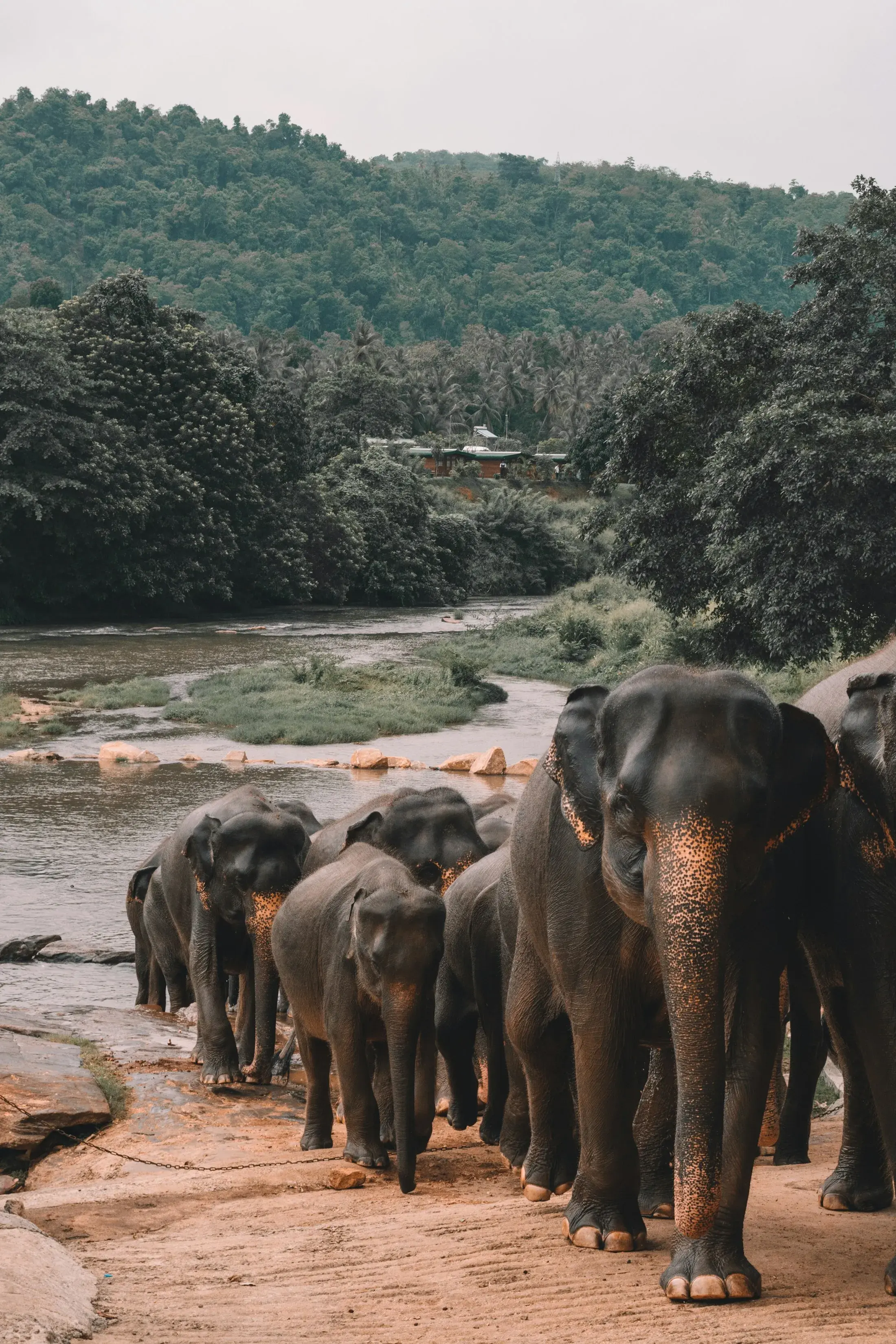 An elephant in the Sri Lankan wilderness