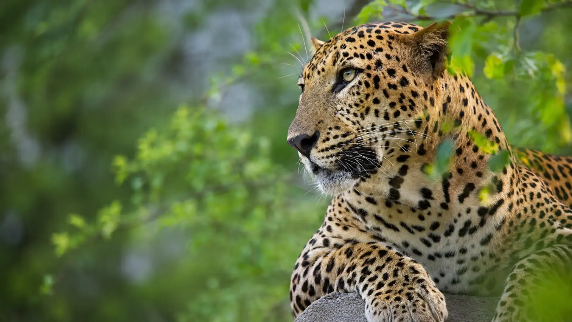 Sri Lankan leopard in Yala National Park